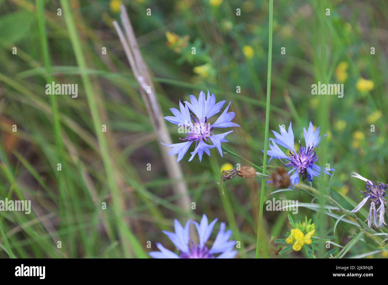 Centaurea cyanus, fiori di cornflower nella foresta estiva Foto Stock