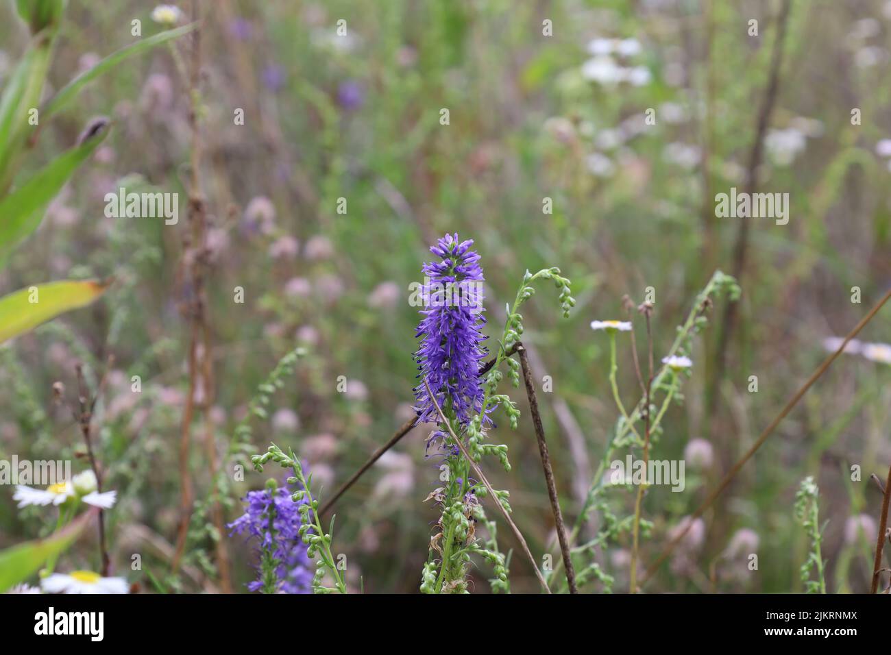 La Veronica spicata fiorisce nel prato estivo Foto Stock