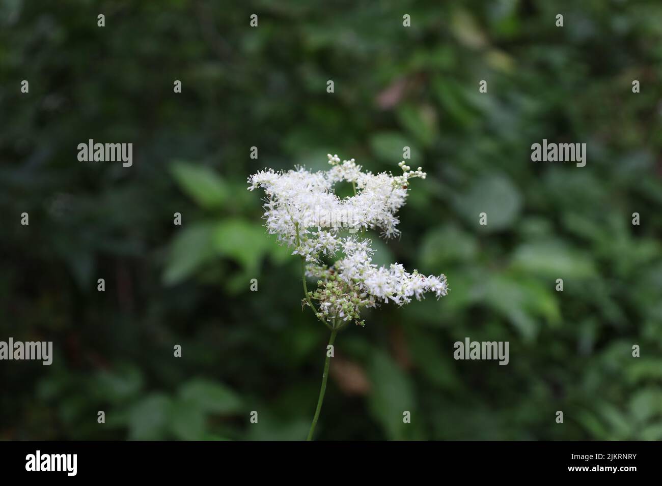 Regina dei fiori prato nella foresta estiva Foto Stock