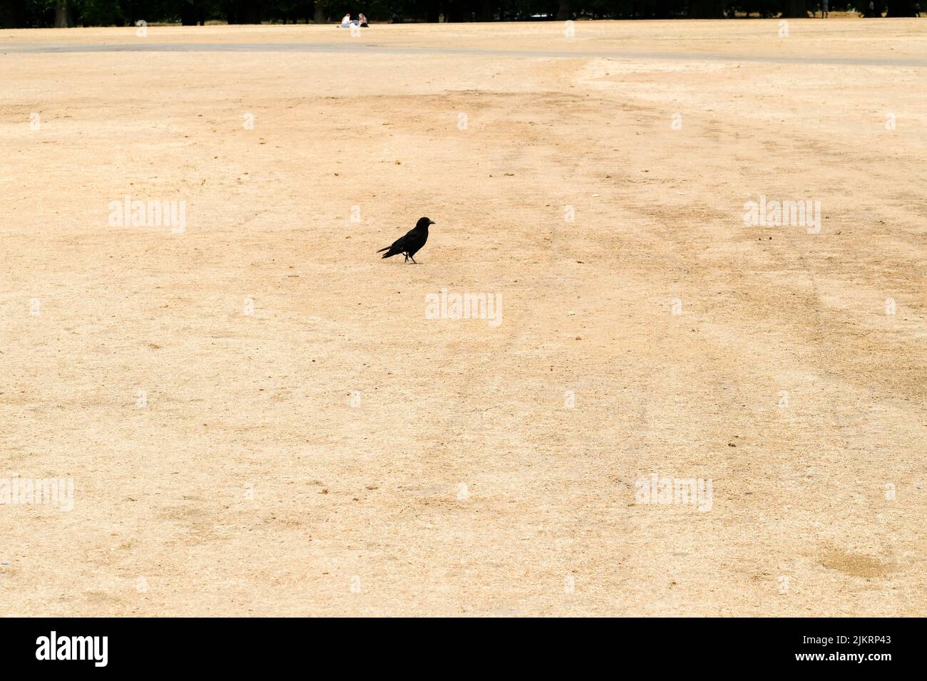 Hyde Park, Londra, Regno Unito. 3rd ago 2022. UK Meteo: Avvisi di siccità. Scene secche Hyde Park, Londra. Credit: Matthew Chattle/Alamy Live News Foto Stock