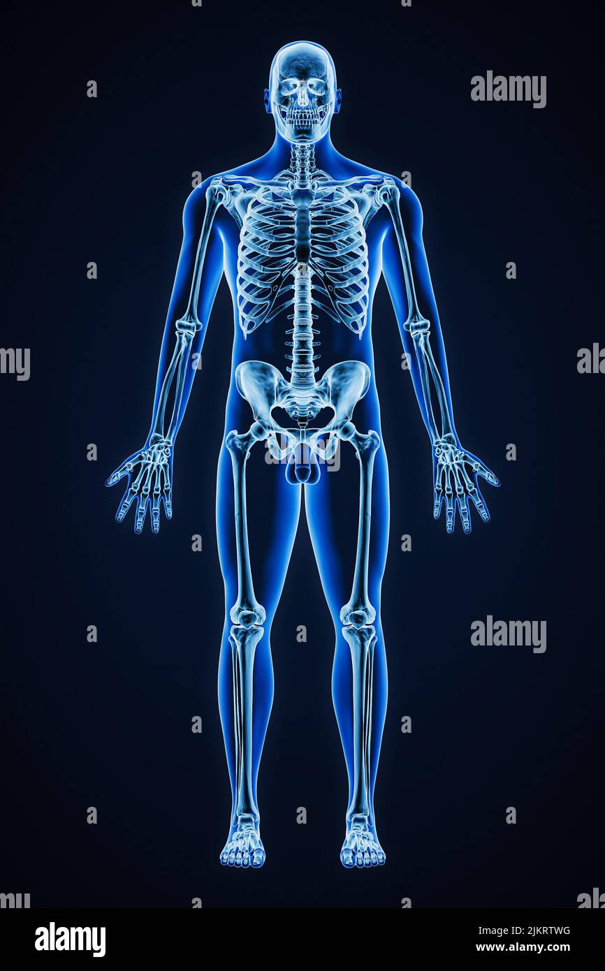 Immagine di rappresentazione con raggi X precisi della vista anteriore dell'intero sistema scheletrico umano con contorni del corpo maschile adulti 3D. Medicina, sanità, anatomia, os Foto Stock