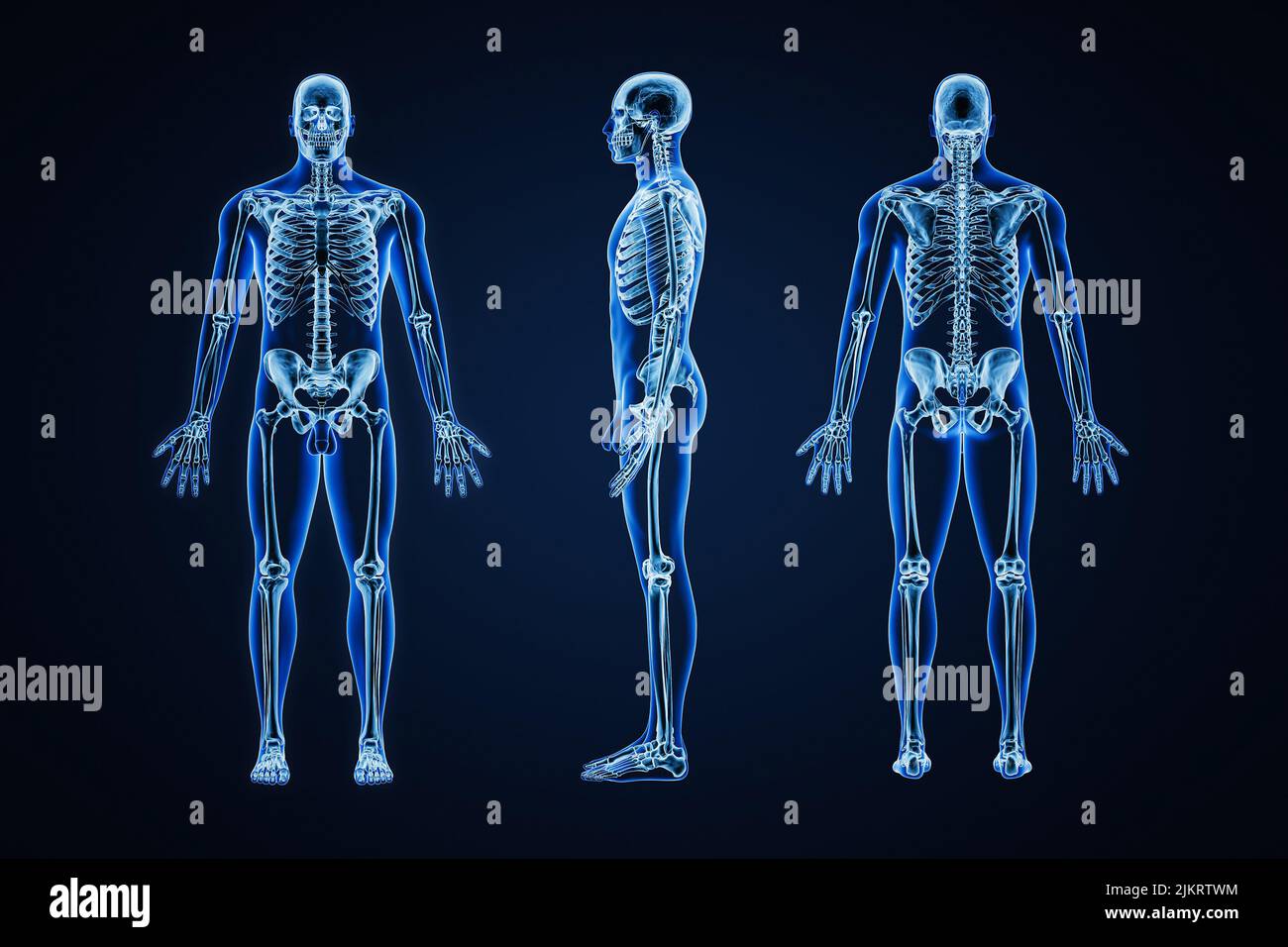 Immagine radiografica accurata del sistema scheletrico umano con scheletro maschile adulto e contorni del corpo su sfondo blu 3D illustrazione del rendering. Anatomia, medico Foto Stock