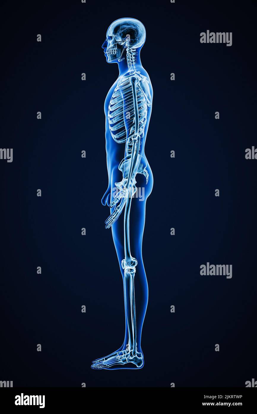 Immagine di rappresentazione con raggi X precisi della vista laterale o del profilo dell'intero sistema scheletrico umano con contorni del corpo maschile per adulti 3D. Medicina, sanità, a Foto Stock