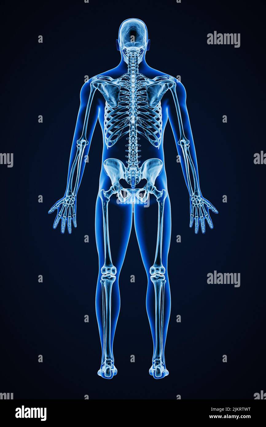 Immagine di rappresentazione con raggi X precisi della vista posteriore dell'intero sistema scheletrico umano con contorni del corpo maschile adulti 3D. Medicina, sanità, anatomia, o Foto Stock