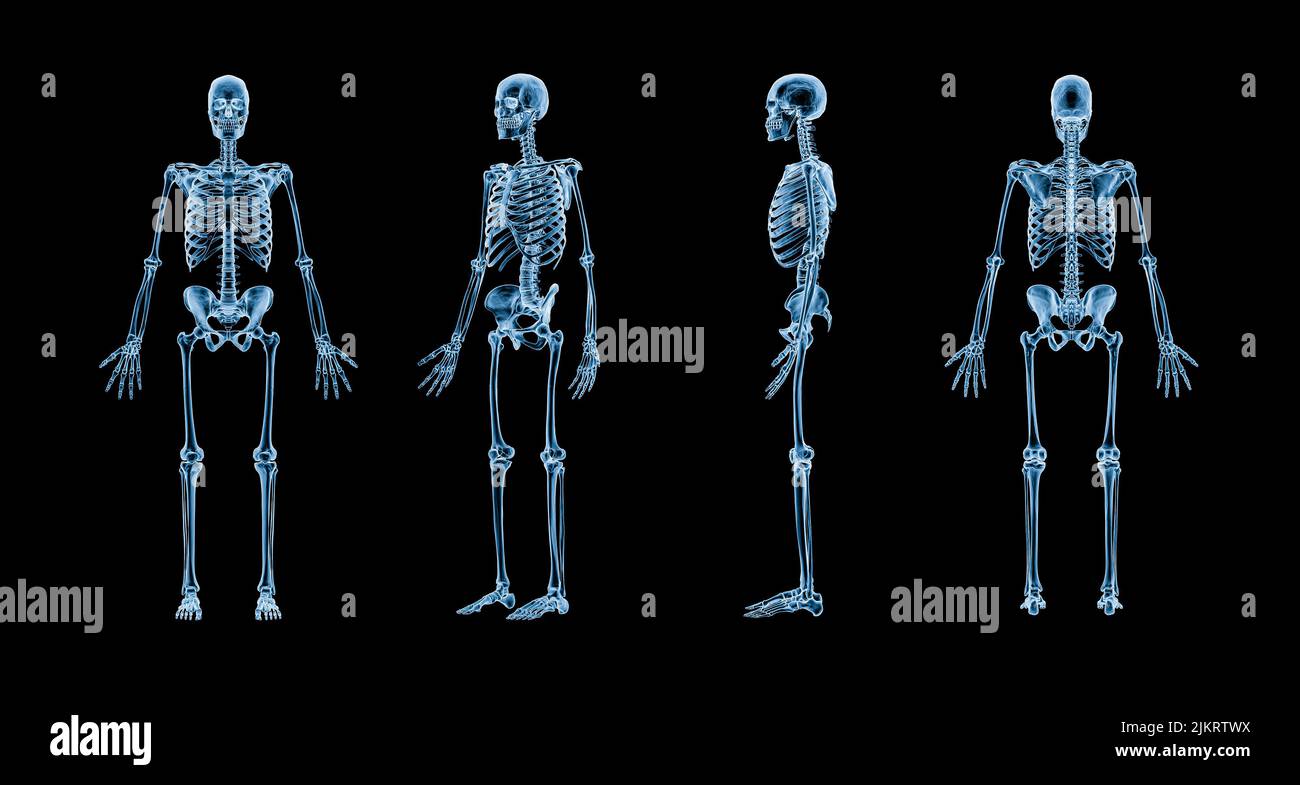 Immagine radiografica accurata del sistema scheletrico umano con scheletro maschio per adulti isolato su sfondo nero 3D illustrazione del rendering. Anatomia, medicina, salute Foto Stock