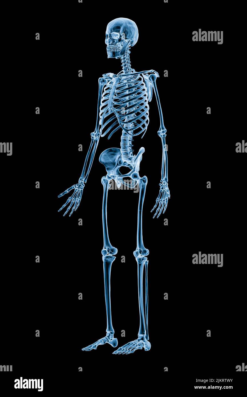 Immagine a raggi X della vista anteriore di tre quarti del sistema scheletrico umano completo o dello scheletro isolato su sfondo nero 3D illustrazione di rappresentazione. Medico, h Foto Stock