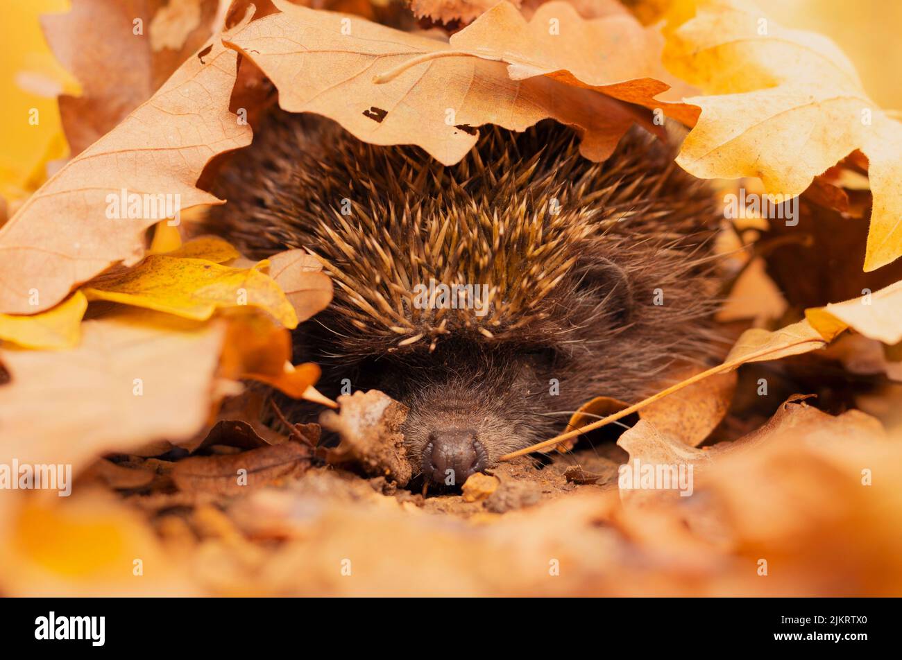 Immagine dettagliata di hedgehog (Erinaceus roumanicus) di orlatura del suolo boschivo ricoperto di foglie dai colori sorprendenti. Foto Stock