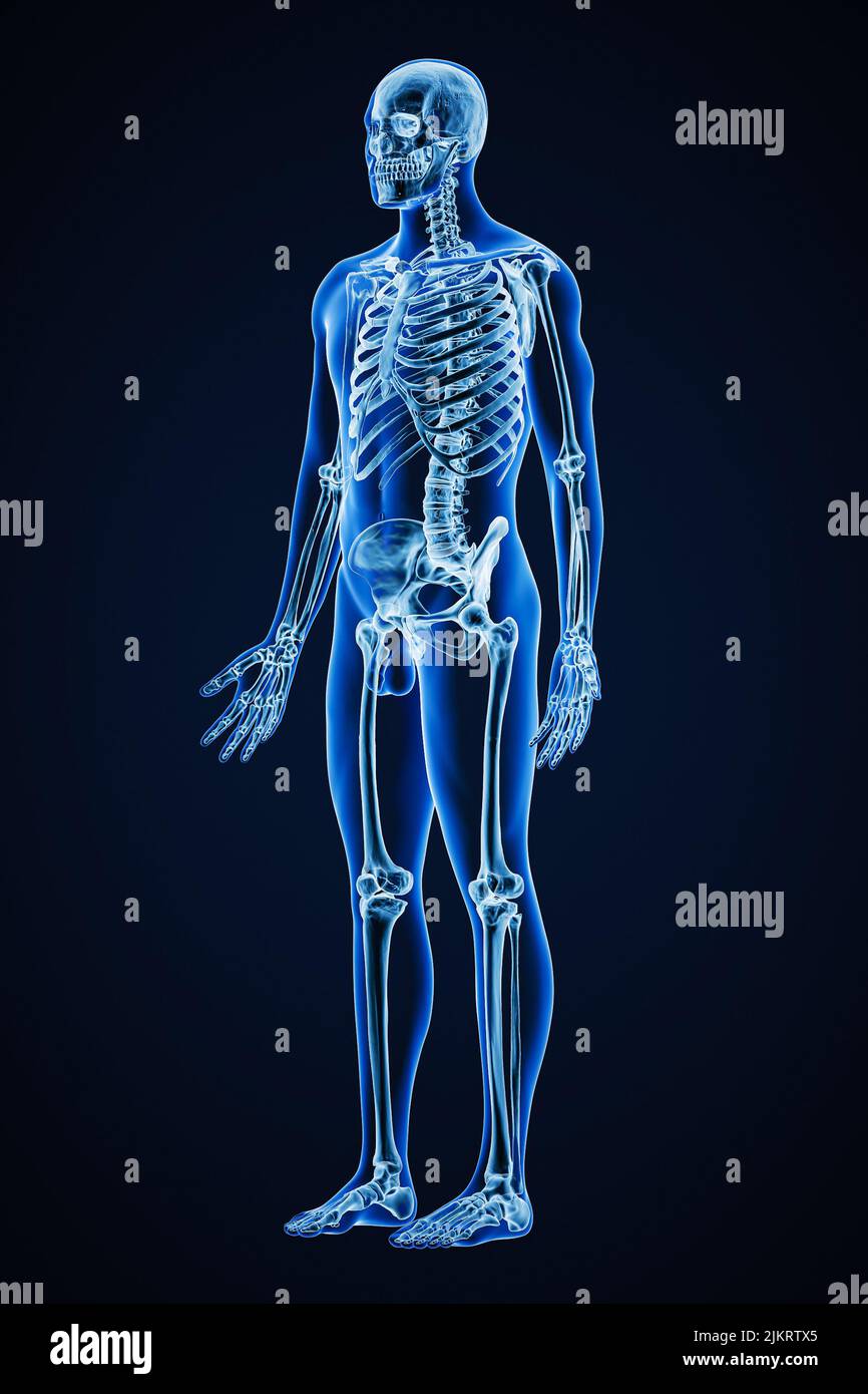 Immagine di rappresentazione con raggi X precisi della vista anteriore di tre quarti del sistema scheletrico umano completo con contorni del corpo maschile per adulti 3D. Medico, healthcar Foto Stock