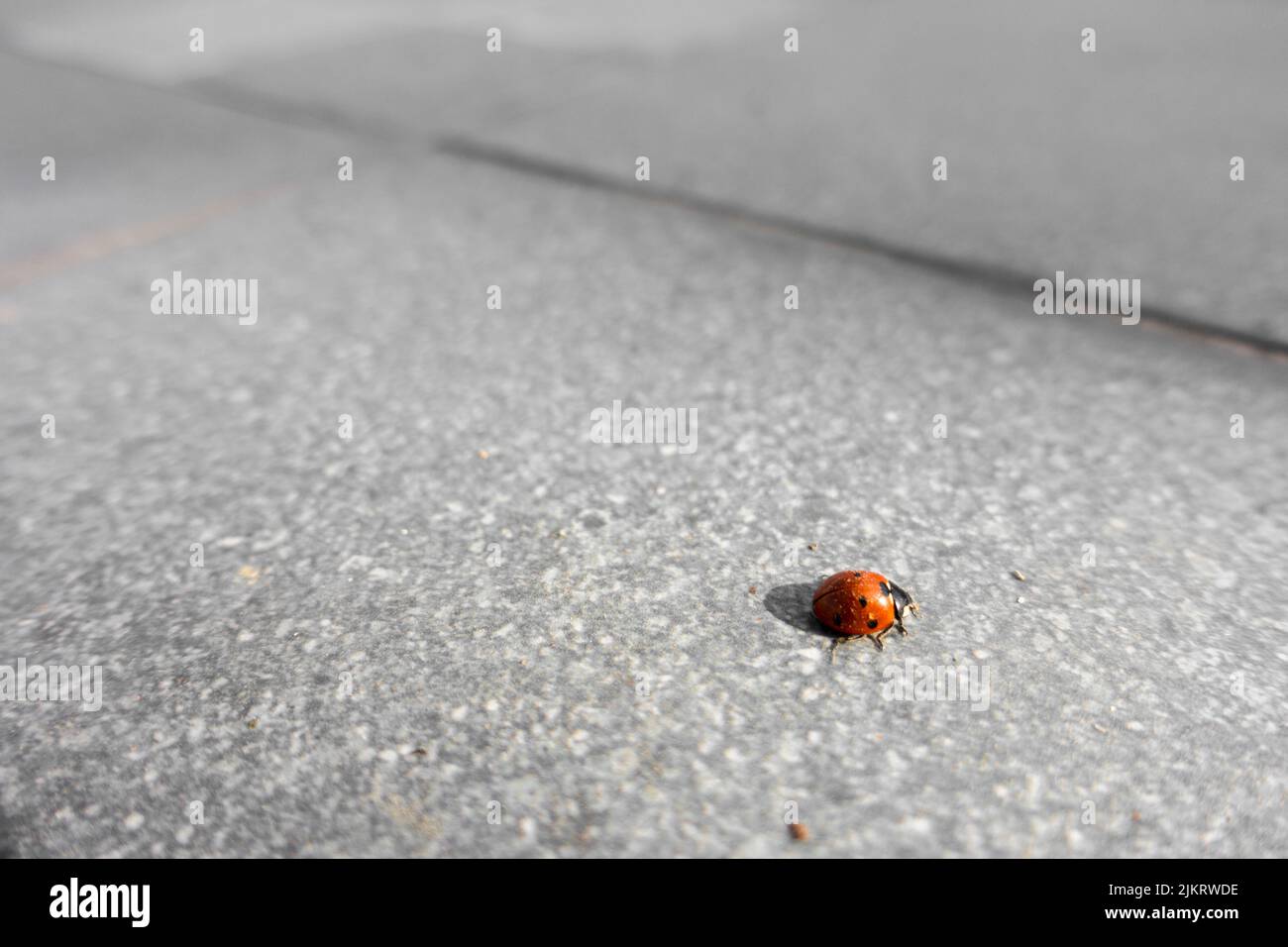Un primo colpo isolato di Ladybugs (Coccinellidae) . Coccinellidae è una famiglia diffusa di piccoli coleotteri. India Foto Stock