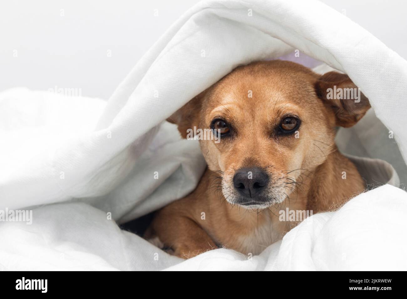 Un cane femmina timido di razza mista nascosto sotto una coperta bianca calda sensazione di nervosismo e paura. Sfondo bianco con spazio vuoto per il testo Foto Stock