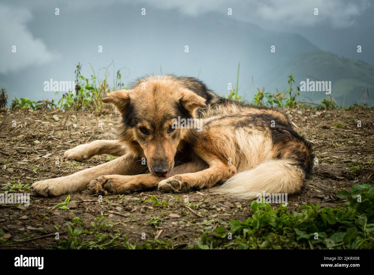 Un cane lupo nella regione alta dell'himalaya. Uttarakhand India. Foto Stock