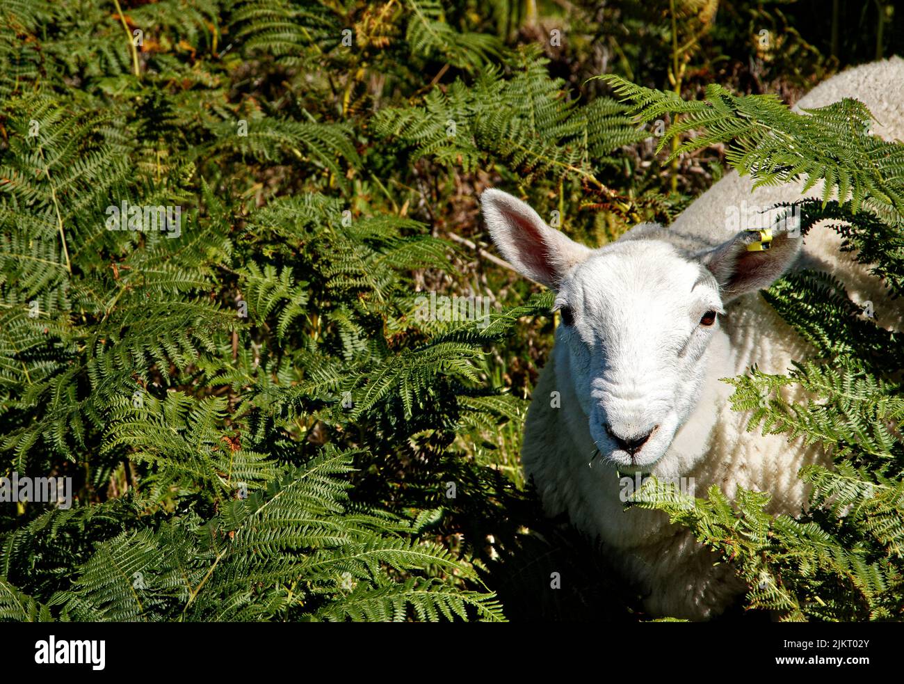 AGNELLO GIOVANE CON TESTA GUARDANDO FUORI DALLE PIANTE DI BRACKEN IN ESTATE Foto Stock