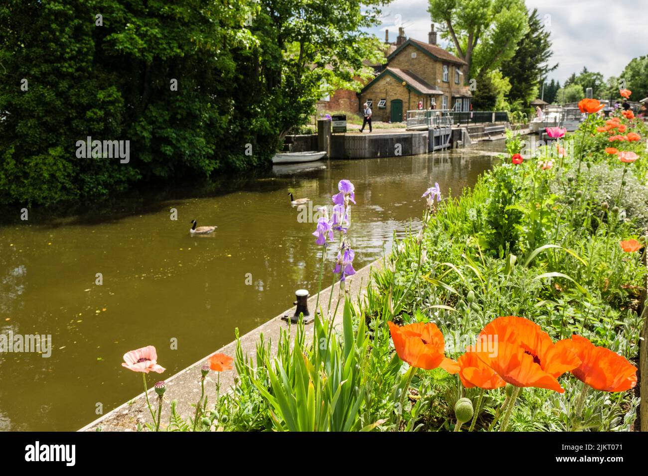 Papaveri di Boulters Lock sul Tamigi in estate. Maidenhead, Berkshire, Inghilterra, Regno Unito, Gran Bretagna Foto Stock