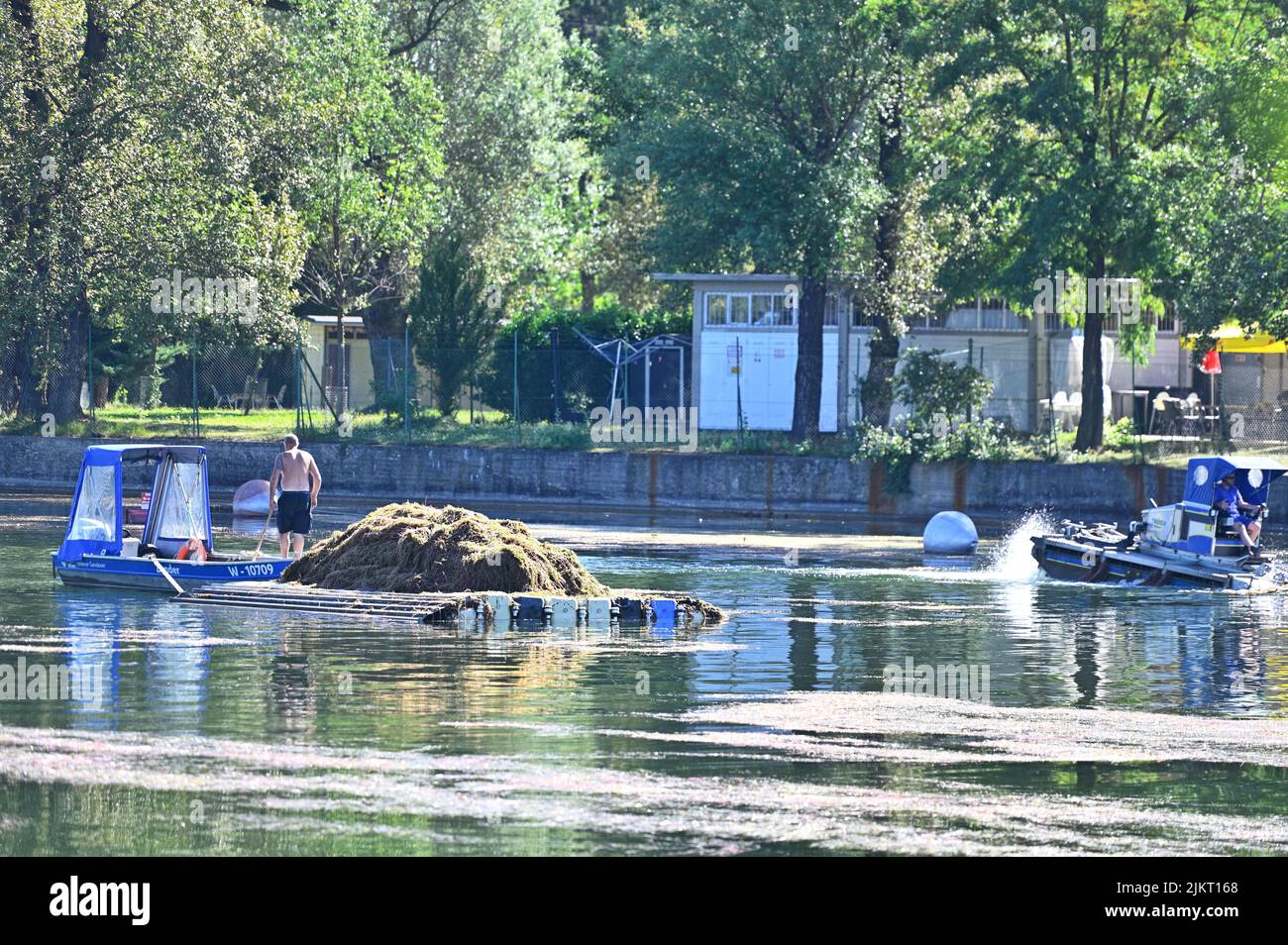 Vienna, Austria. 3rd ago 2022. Taglierina per erbacce sul vecchio Danubio. Da quest'anno, l'alga riccio (Potamogeton crispus) sta crescendo a una velocità di circa 10 centimetri al giorno. 900 tonnellate di talee sono state prelevate dall'acqua fino ad ora Foto Stock