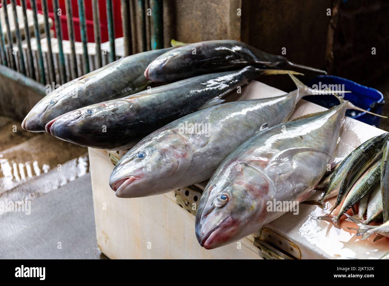 Pesce fresco Jack (ippopotami Caranx) su una bancarella di mercato nella città di Victoria, Mahe, Seychelles. Foto Stock