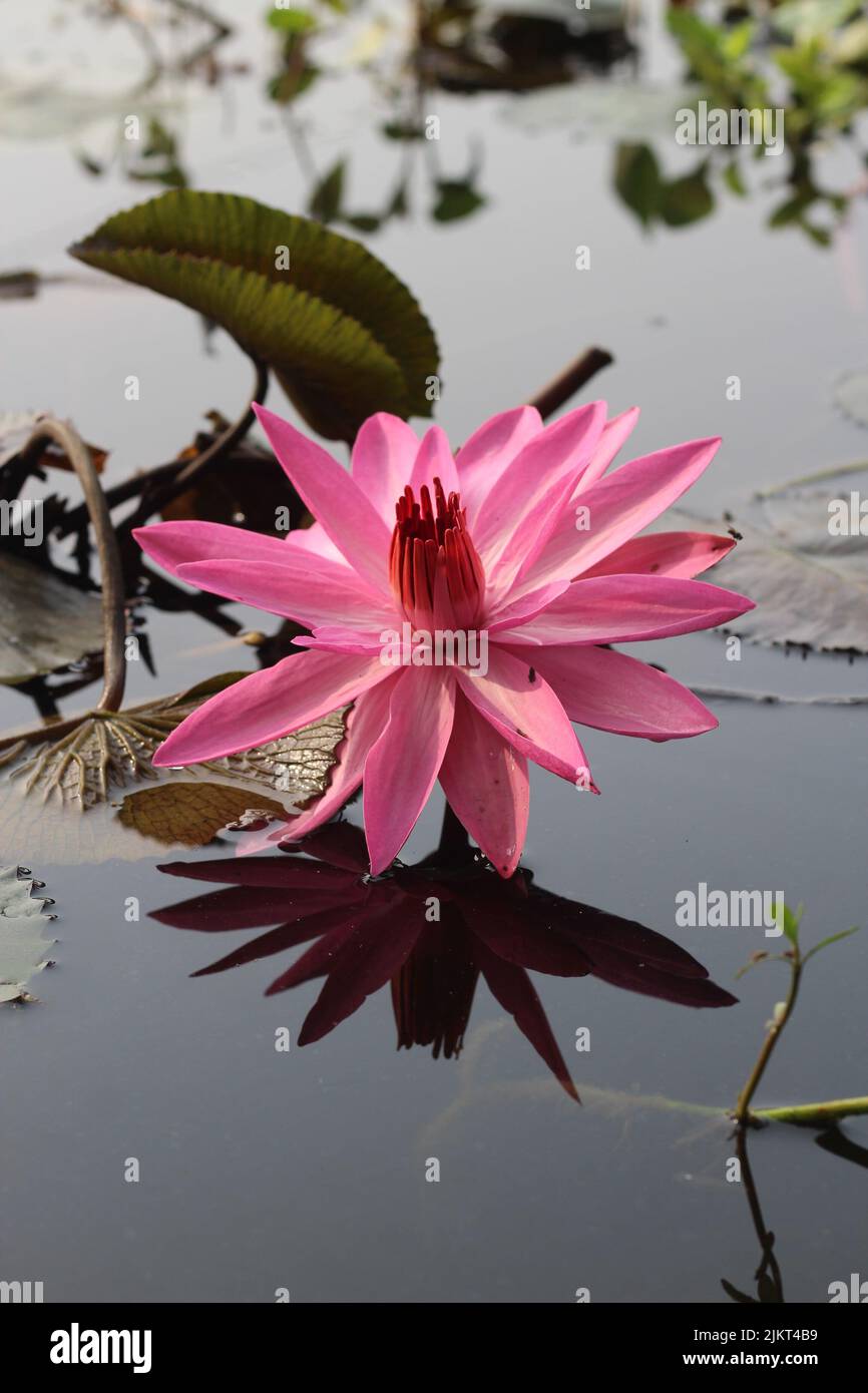 Bel fiore di giglio d'acqua rosa, pianta d'acqua con riflesso in uno stagno. loto o giglio d'acqua in stagno Foto Stock