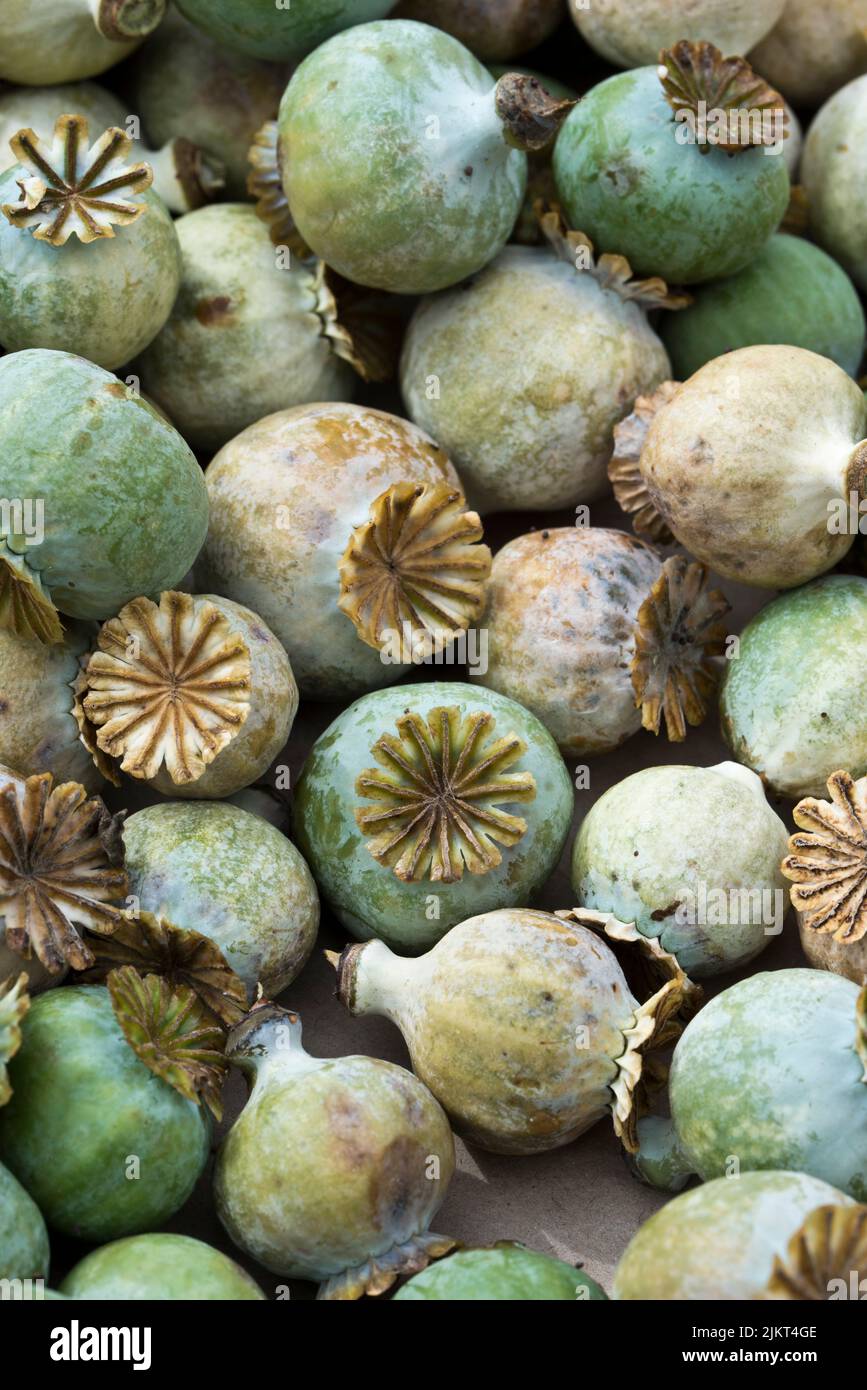 Papaver sniferum - teste comuni di semi di papavero di oppio Foto Stock