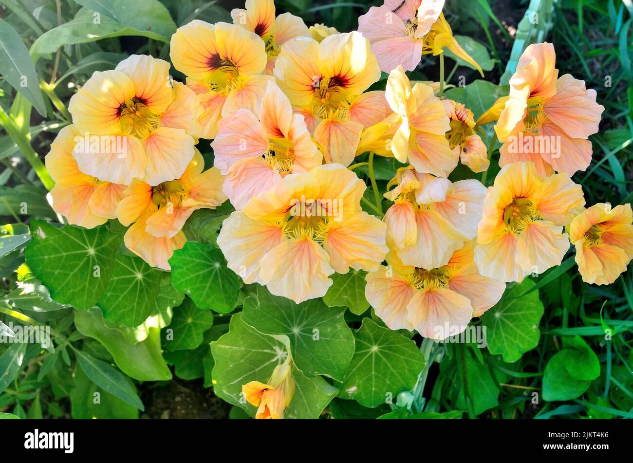Nasturzio fiorente nel giardino estivo. Bello sfondo floreale romantico con fiori delicati di un insolito colore giallo-rosa. Floricoltura e. Foto Stock
