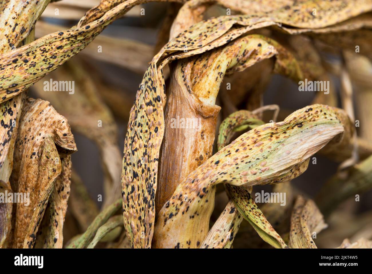 Ruggine sui porri che asciugano le foglie d'aglio Foto Stock
