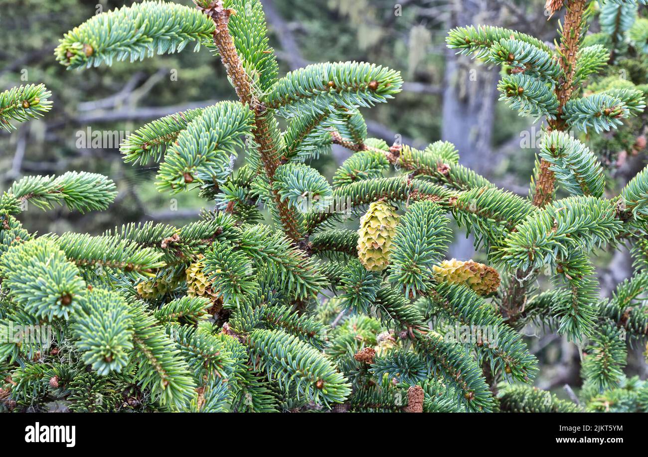 Sitka Spruce 'Picea sitchensis', rami, coni femmina in maturazione, conifere, albero sempreverde. Foto Stock