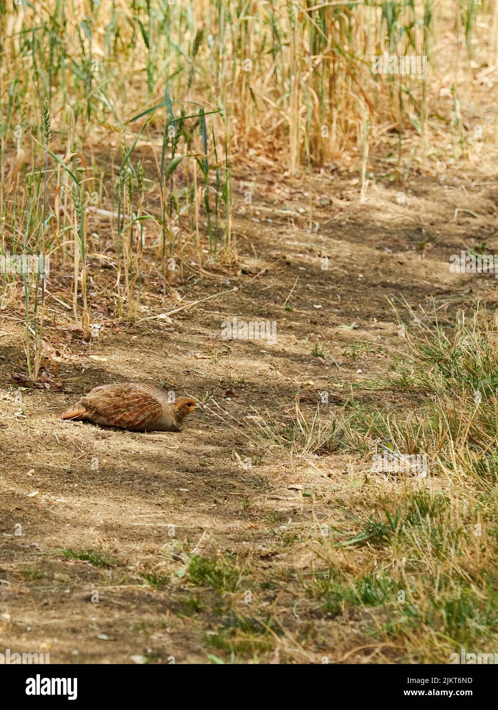 Una pernice grigia femminile riposa all'ombra tra i gambi delle piante su un percorso a strisce d'ombra, illuminato dal sole da un campo di grano. Foto Stock