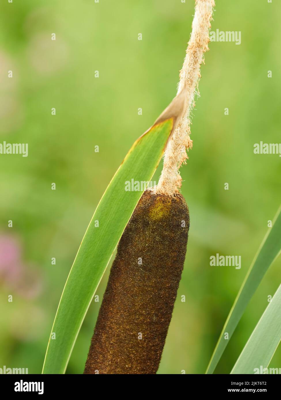 La testa emblematica di una pianta di rush di toro, che si piega nel vento e già in parte svuotata, in primo piano, con uno sfondo sfocato di verde. Foto Stock