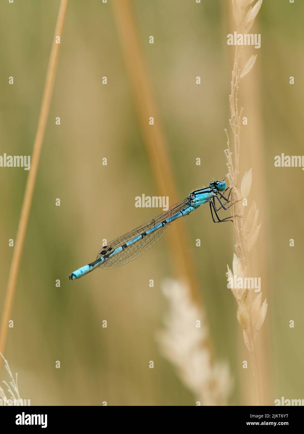 Un ritratto morbido ed estivo di una damselfly blu comune appollaiato su un gambo di erba piuma mentre ondola in una brezza dolce. Foto Stock