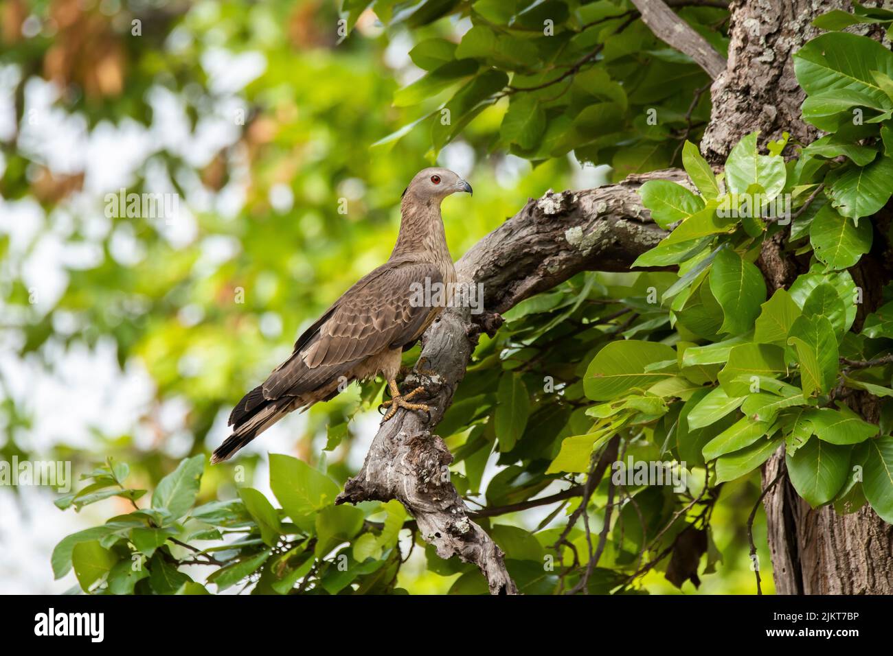 Una pozza di miele orientale arroccata sulla cima di un albero all'interno del Parco Nazionale di Bandhavgarh durante un safari nella fauna selvatica Foto Stock