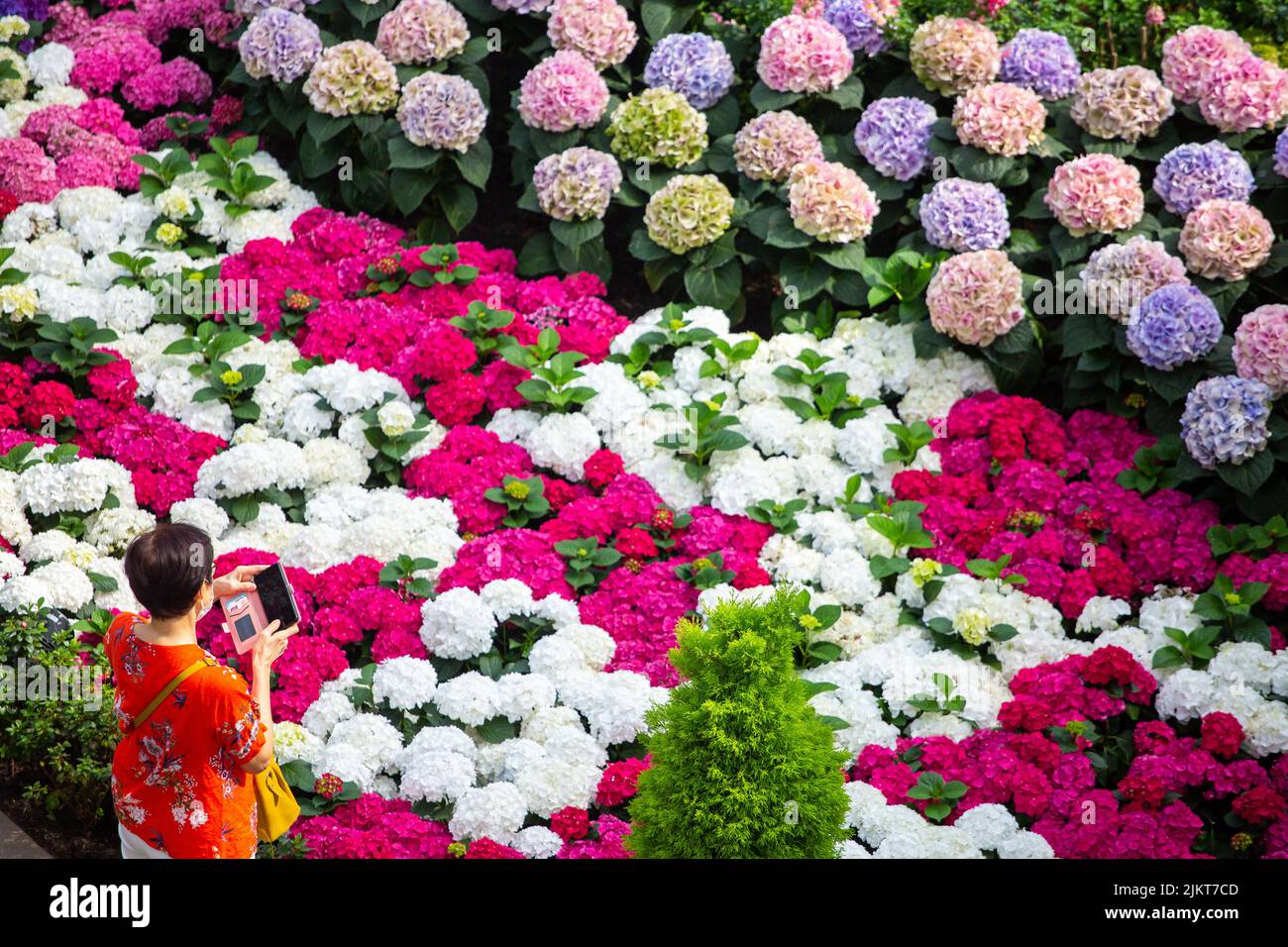 Una donna che fa foto della strana fioritura di hydrangeas in questa prima esposizione floreale di hydrangea in collaborazione con l'Ambasciata dei Paesi Bassi Foto Stock