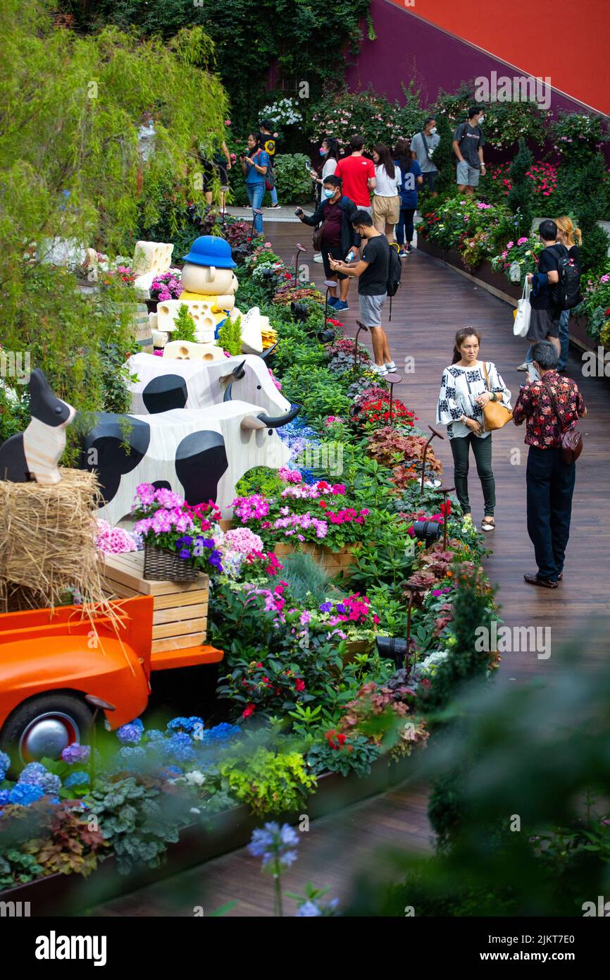 Vista verticale dei visitatori che scattano foto di mucche olandesi e ortensie stravaganti fioriscono in questa prima mostra floreale di ortensie. Giardini sulla baia. Foto Stock