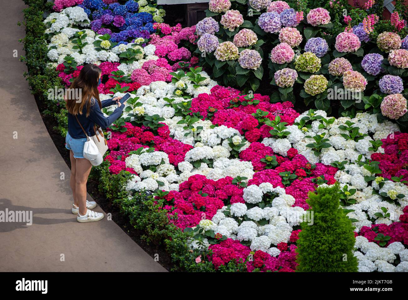 Una signora visitatore scattando foto di whimsical hydrangeas fiorire in questo primo-mai hydrangea display floreale in collaborazione con l'Ambasciata dei Paesi Bassi Foto Stock