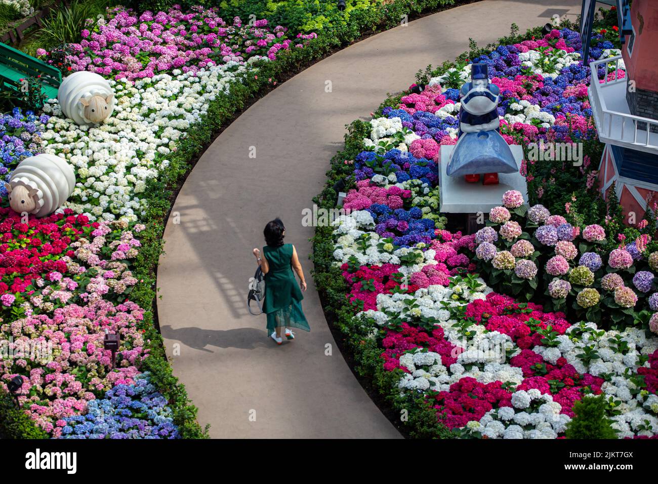 Un visitatore che cammina attraverso le stravaganti ortensie fioriscono in questa prima mostra floreale di ortensie al Gardens by the Bay. Singapore. Foto Stock