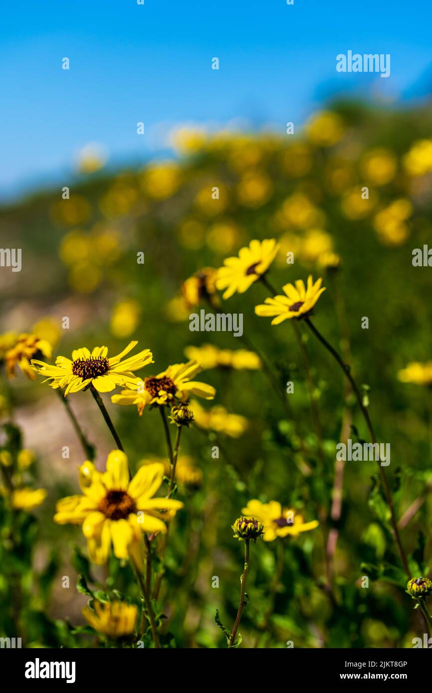 Un fuoco selettivo di una pianta di encilia gialla Foto Stock