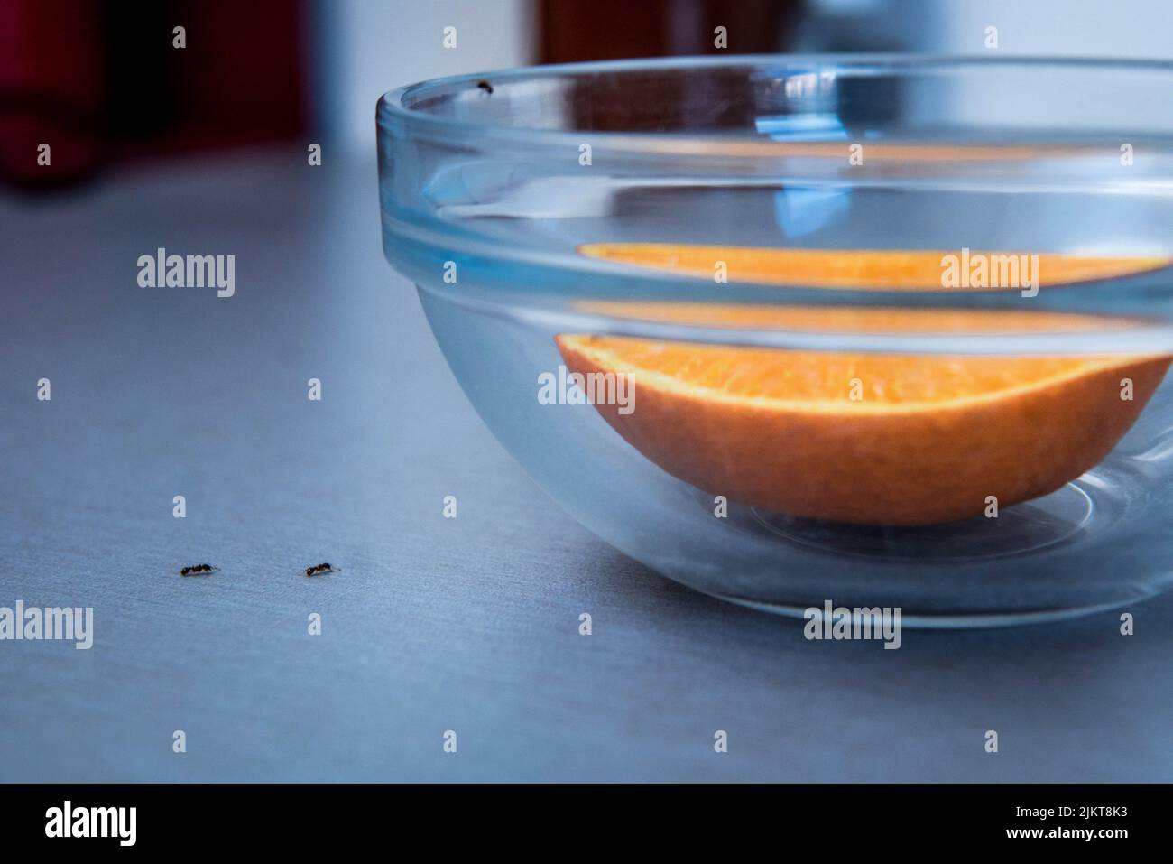 Immagine di dettaglio di due formelle che sfilano su un tavolo per mangiare un arancione. Problema di fumigazione di insetto a casa Foto Stock