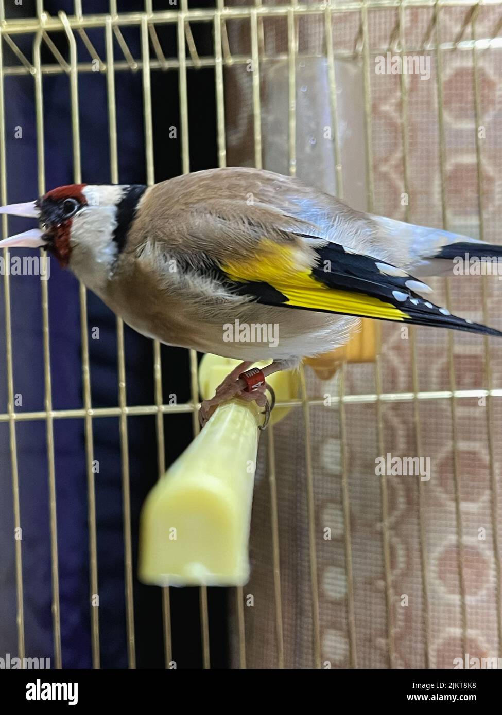 Singolo uccello Goldfinch all'interno di una piccola gabbia al coperto Foto Stock