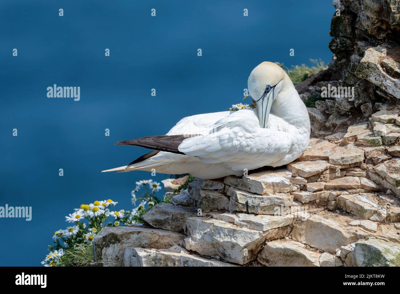 Un tiro selettivo di fuoco di un uccello di Gannet che riposa su un piccolo mucchio di rocce Foto Stock