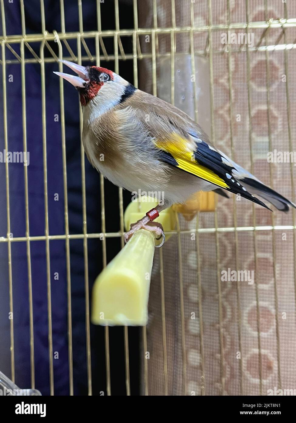 Singolo uccello Goldfinch all'interno di una piccola gabbia al coperto Foto Stock