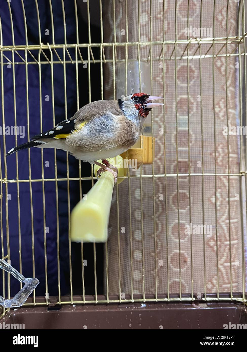 Singolo uccello Goldfinch all'interno di una piccola gabbia al coperto Foto Stock