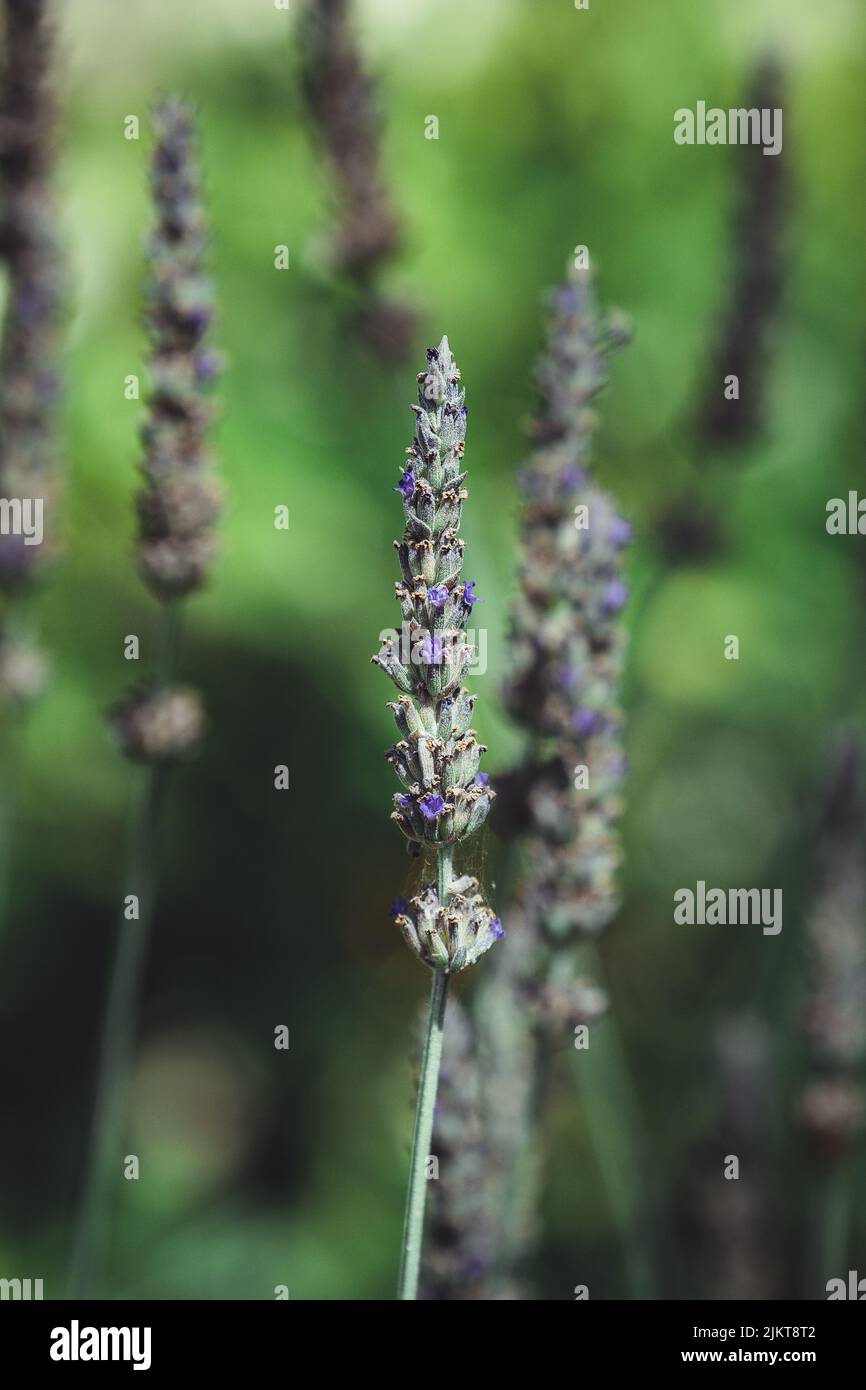 Una macro natura verticale ripresa di una pianta di lavanda alla luce del sole Foto Stock