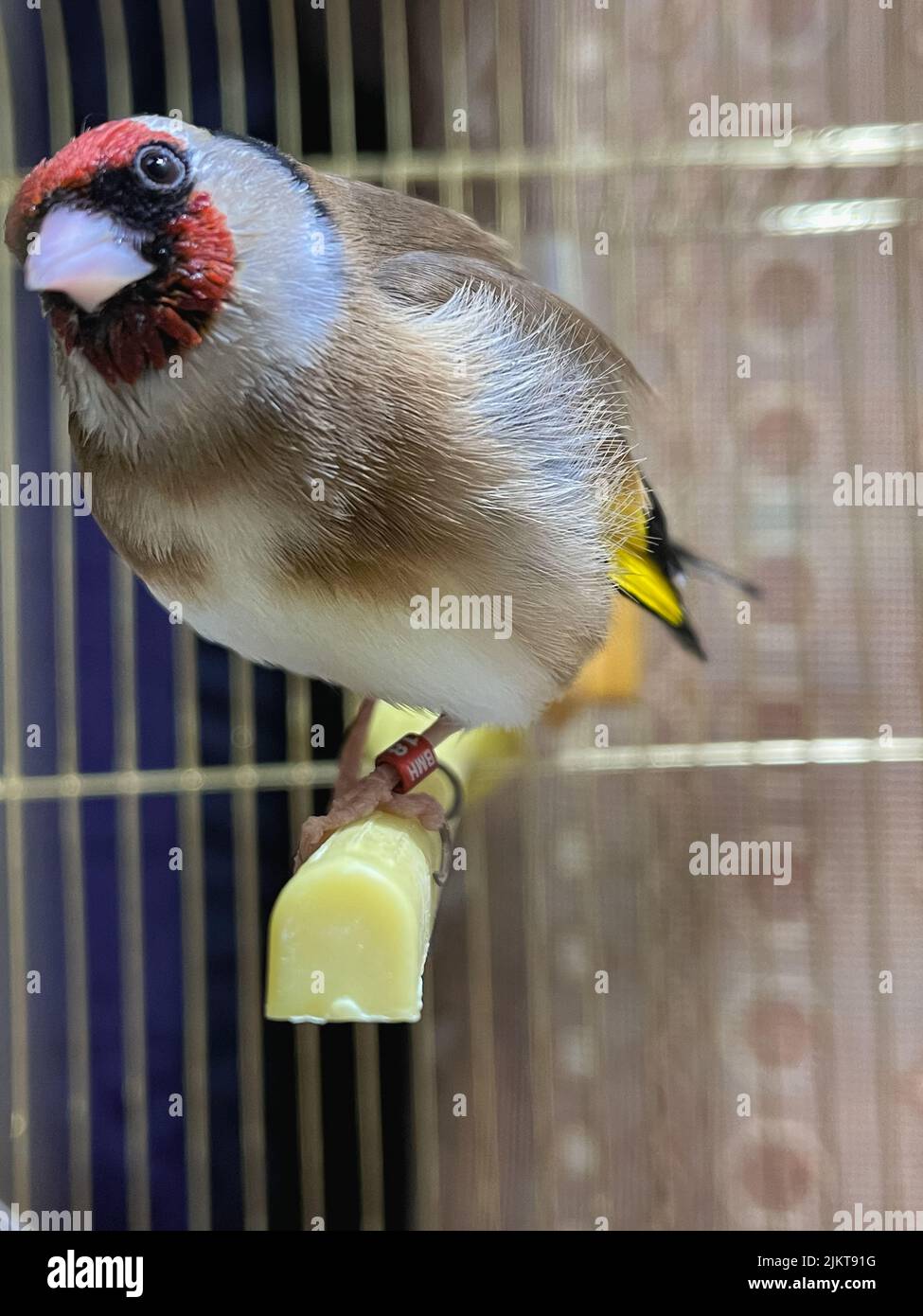 Singolo uccello Goldfinch all'interno di una piccola gabbia al coperto Foto Stock