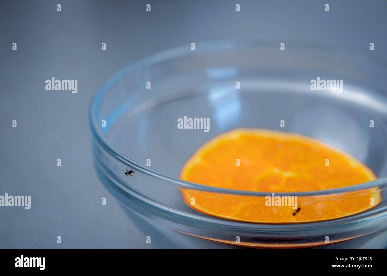 Immagine di dettaglio di Black ANT parading su Glass Bowl tryng per mangiare polpa arancione. Problema di fumigazione di insetto a casa Foto Stock