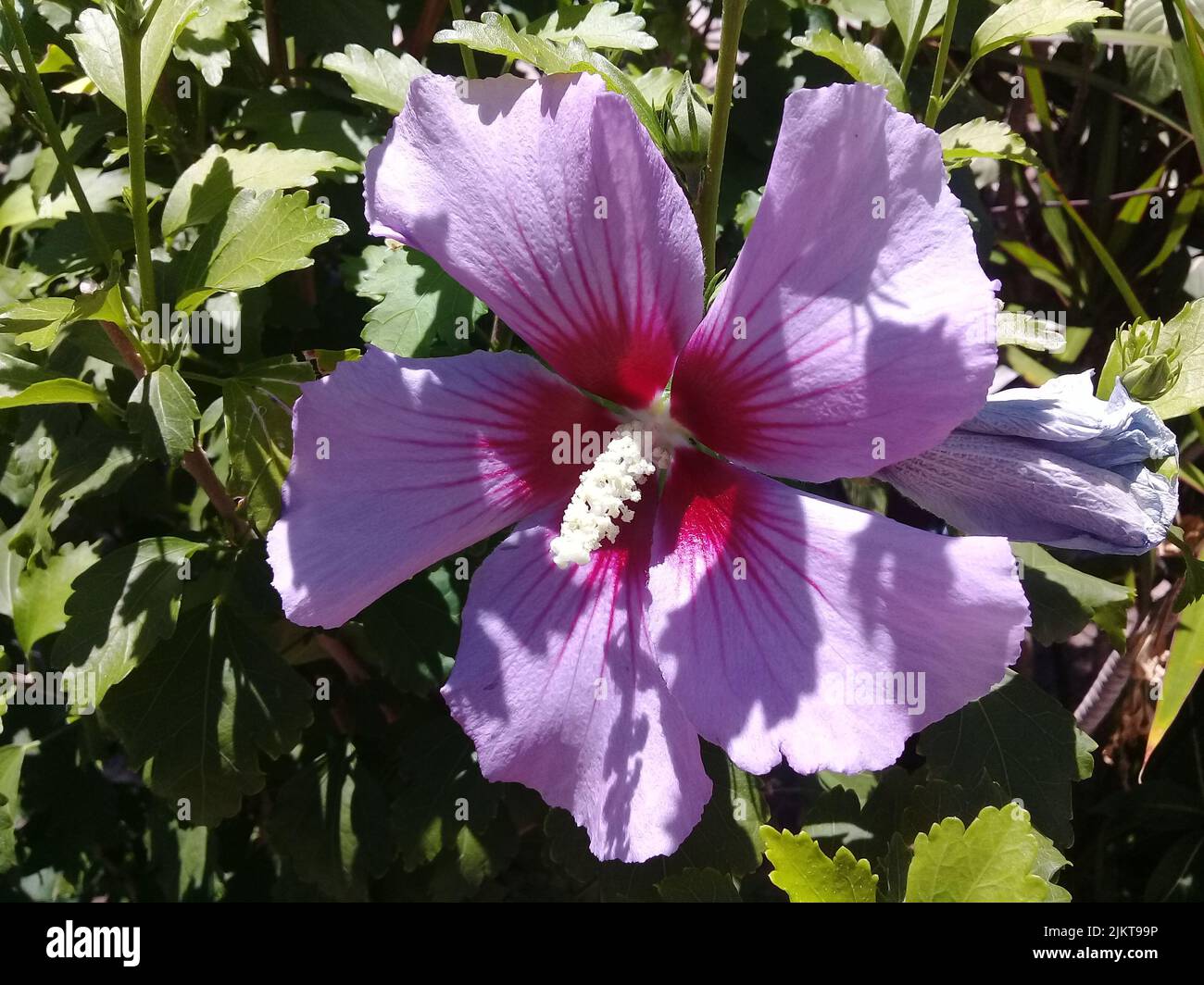 Un primo piano di un ibisco comune (ibisco siriaco) nel giardino Foto Stock