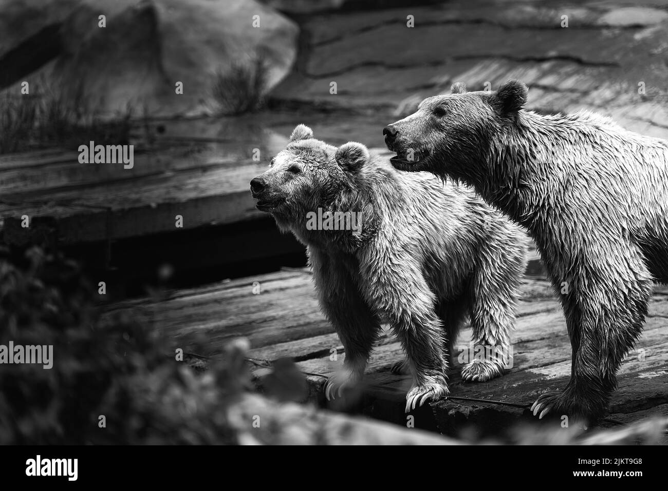 Un colpo in scala di grigi di orsi su una piattaforma di legno che guarda qualcosa in uno zoo Foto Stock