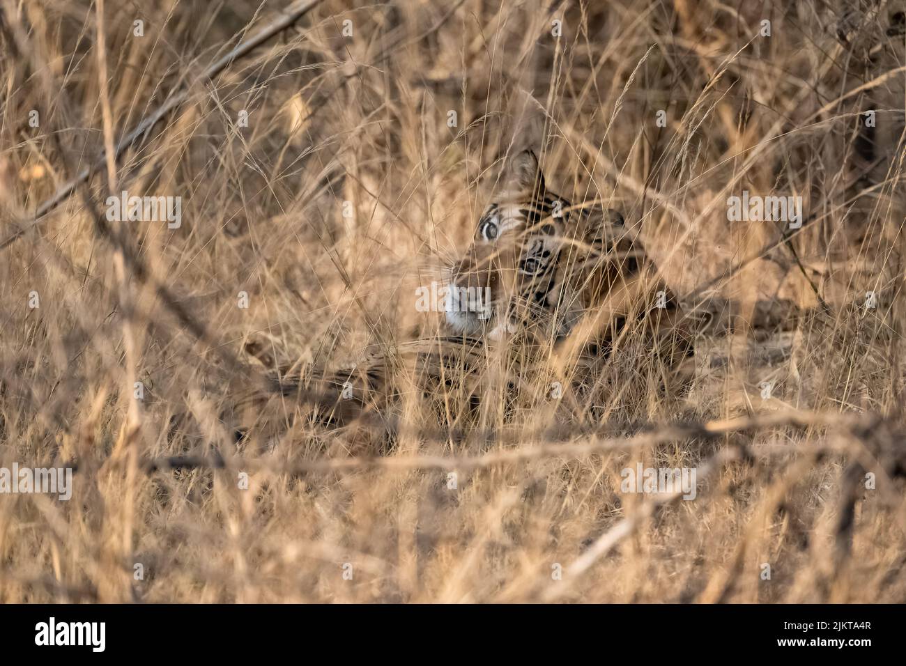 Una tigre nascosta nell'erba alta in India, Madhya Pradesh Foto Stock