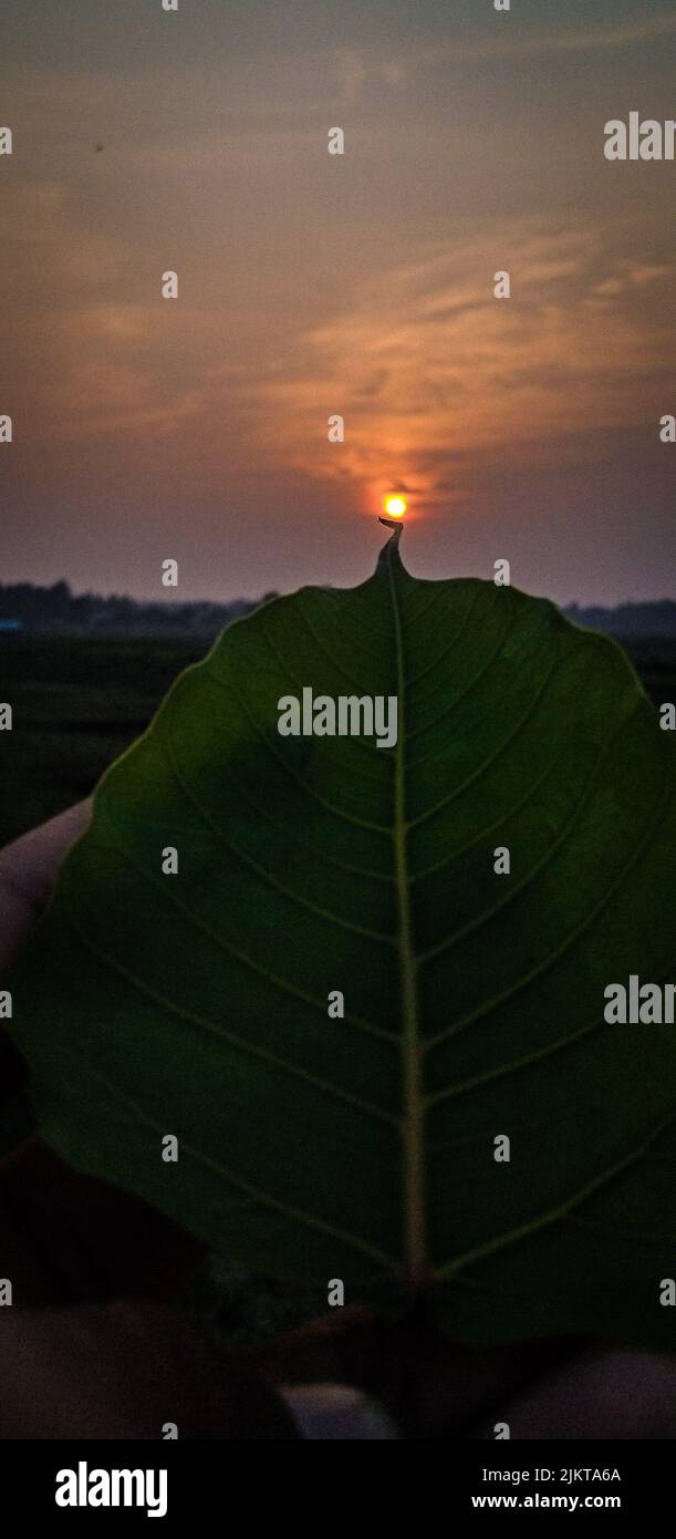 La foglia è come questo modo che ha toccato il sole .. Foto Stock