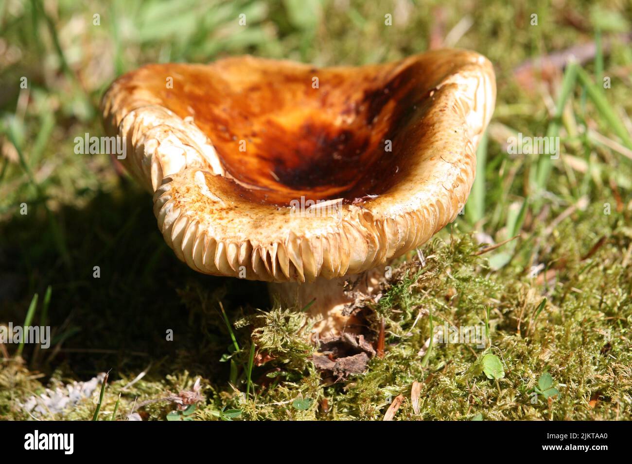 Un grosso fungo marrone in un campo Foto Stock