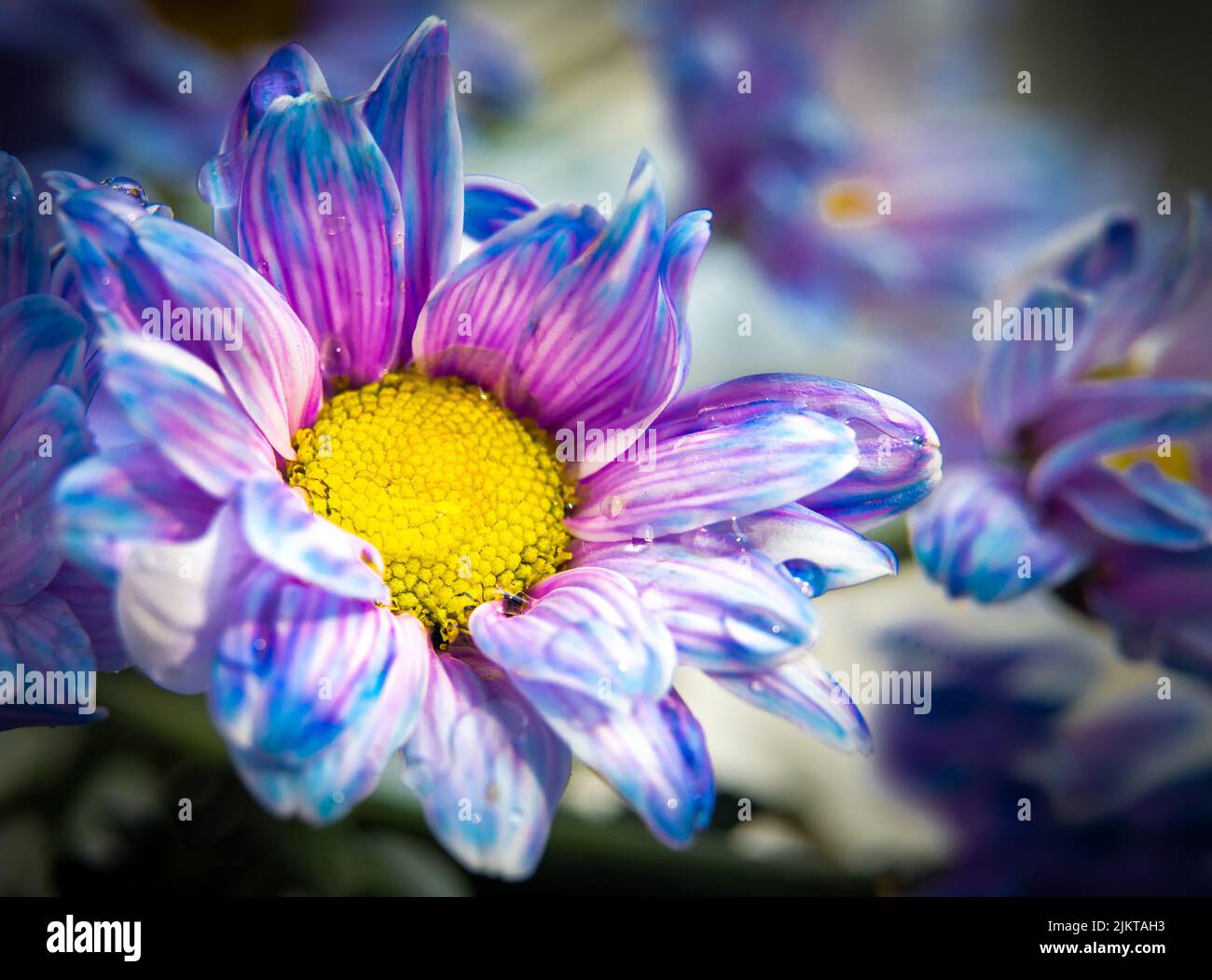 Un primo piano della bella margherita viola-blu con gocce d'acqua su di essa Foto Stock