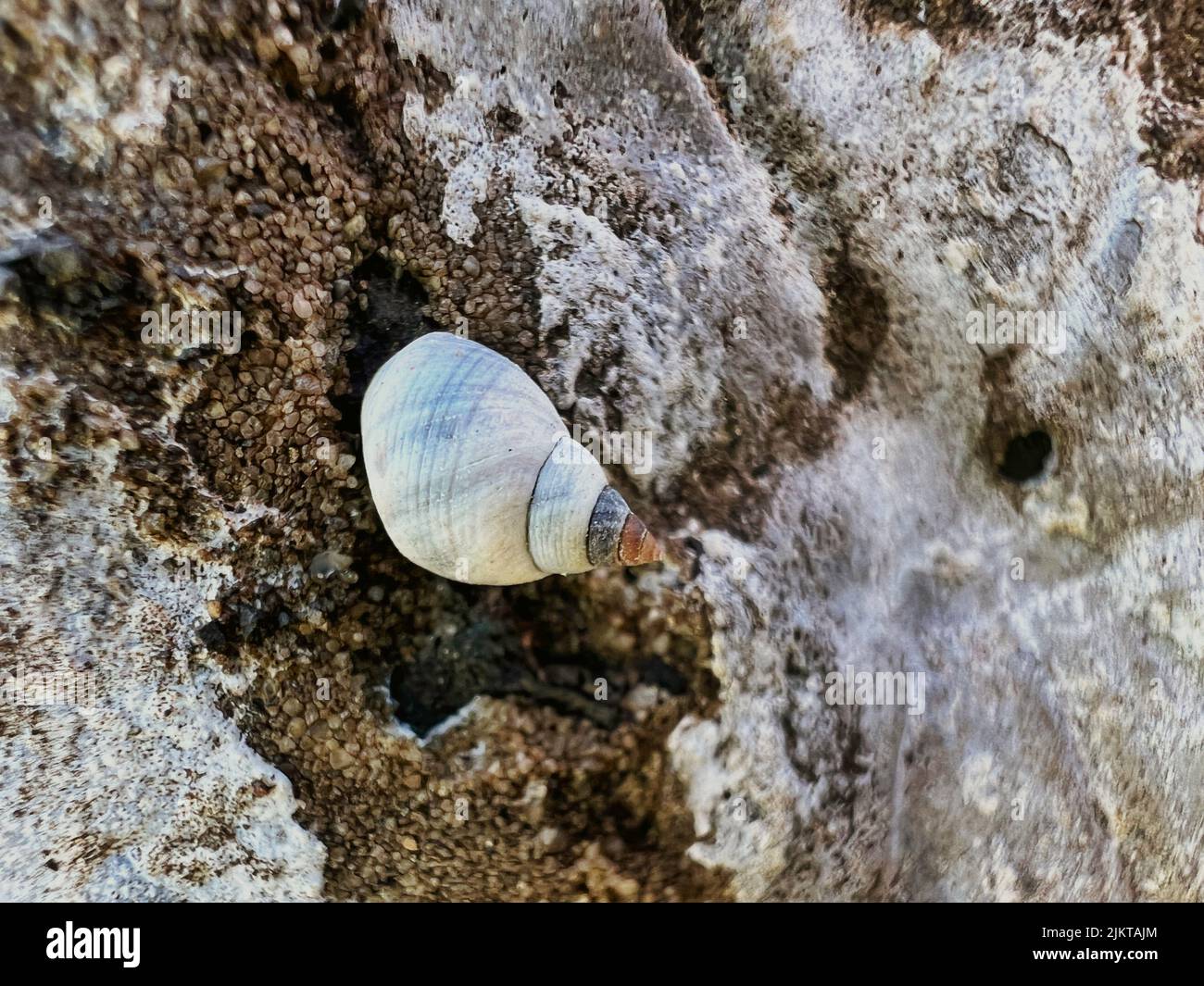 Un macro scatto di una lumaca chiusa su una spiaggia sabbiosa con bassa marea Foto Stock