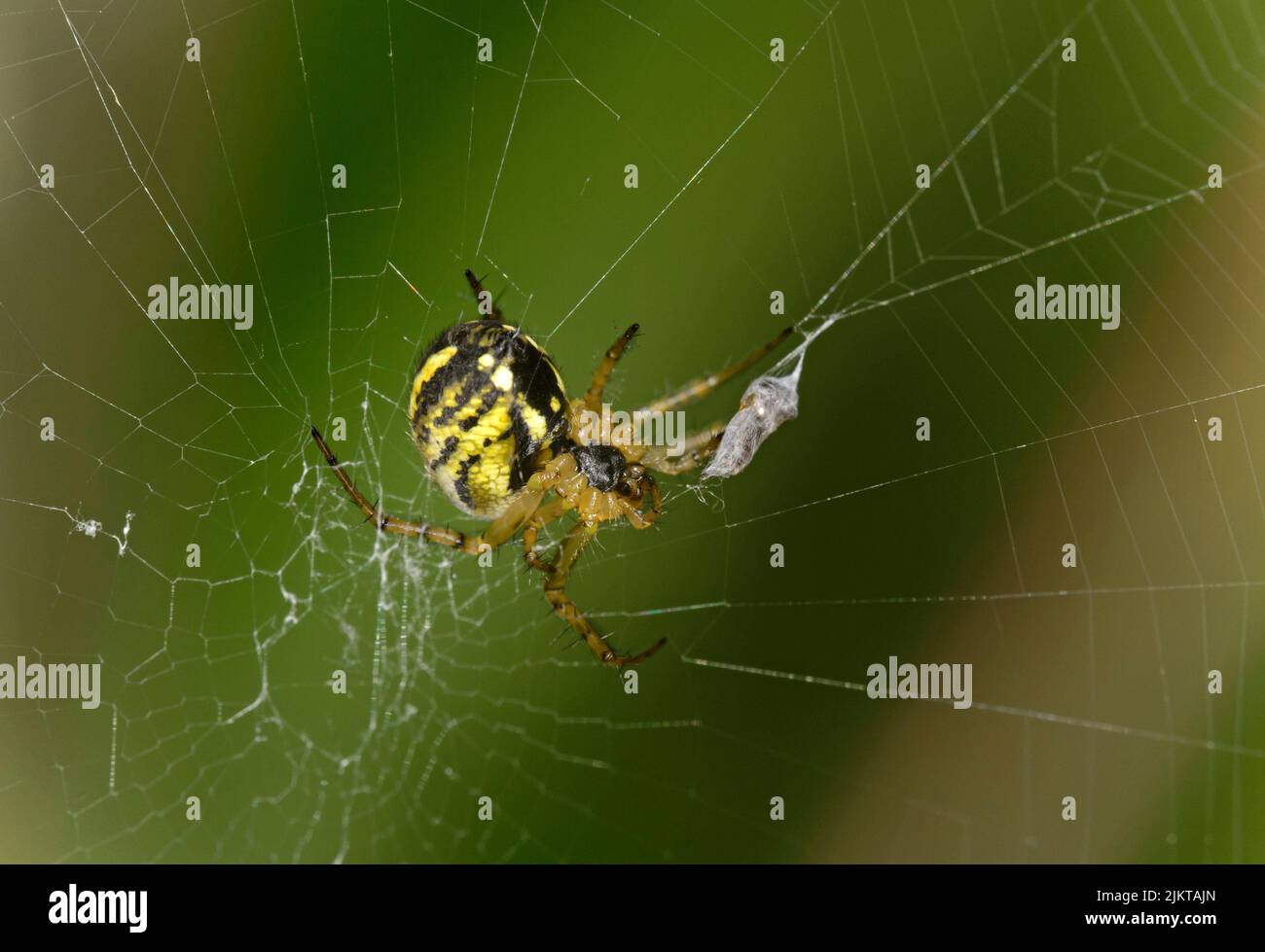 Femmina Sheetweaver Spider Linyphia triangularis dopo aver catturato una preda, Vallese, Svizzera Foto Stock