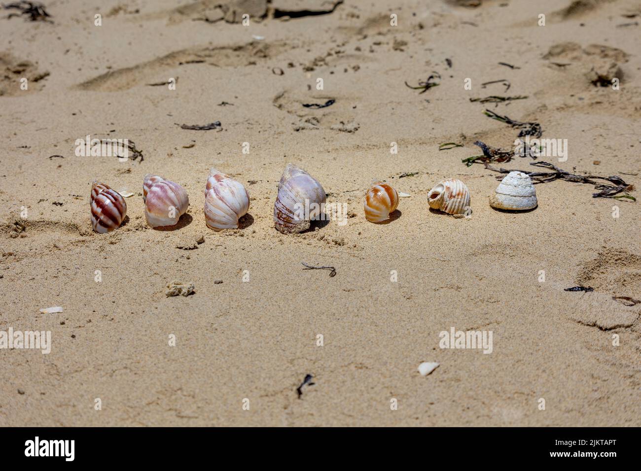 linea di lumaca conchiglia sulla spiaggia, in una nuova spiaggia di caledonia Foto Stock
